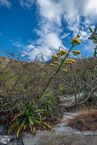 Agave kewensis, photographed by Daniel Pineda Vera