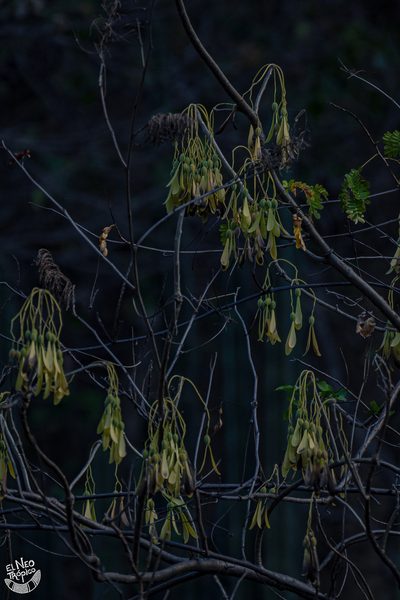 Gyrocarpus mocinoi, photographed by Daniel Pineda Vera