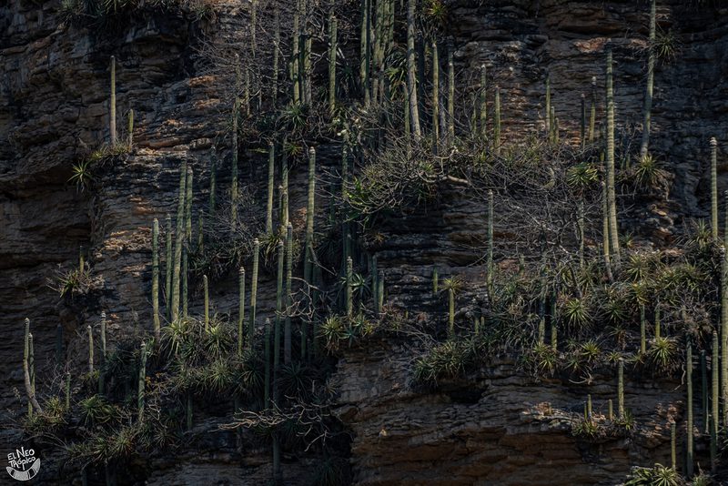Cephalocereus apicicephalium, photographed by Daniel Pineda Vera