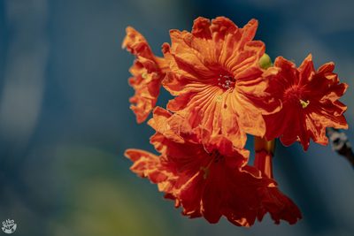 Cordia dodecandra, photographed by Daniel Pineda Vera