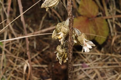 Gastrodia molloyi, photographed by Kathy Warburton