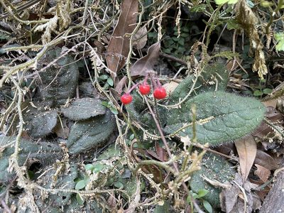 Ardisia primulifolia, photographed by Yj