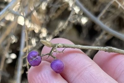 Callicarpa nudiflora, photographed by Yj