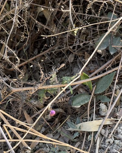 Callicarpa nudiflora, photographed by Yj