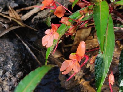 Impatiens verticillata, photographed by T R Shankar Raman