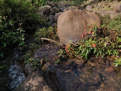 Impatiens verticillata, photographed by T R Shankar Raman