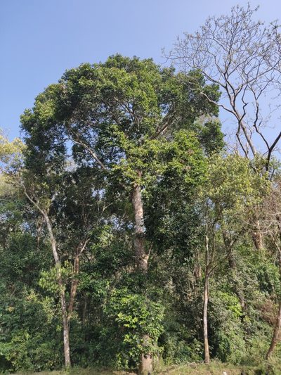 Vateria indica, photographed by T R Shankar Raman