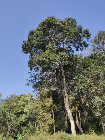 Vateria indica, photographed by T R Shankar Raman