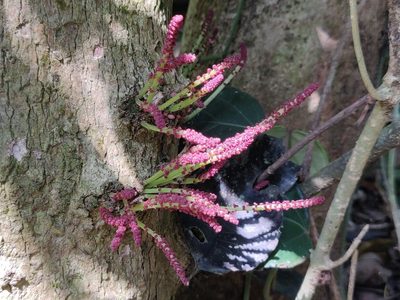 Baccaurea courtallensis, photographed by T R Shankar Raman