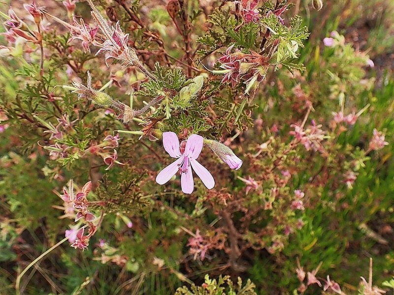 Pelargonium quercifolium, photographed by Di Turner