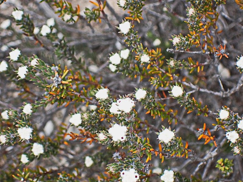 Phylica karroica, photographed by Di Turner