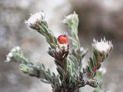 Phylica karroica, photographed by Di Turner