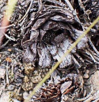 Protea intonsa, photographed by Di Turner