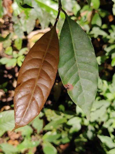 Palaquium ellipticum, photographed by T R Shankar Raman
