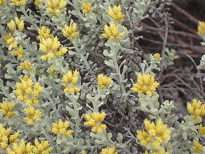 Helichrysum excisum, photographed by Di Turner