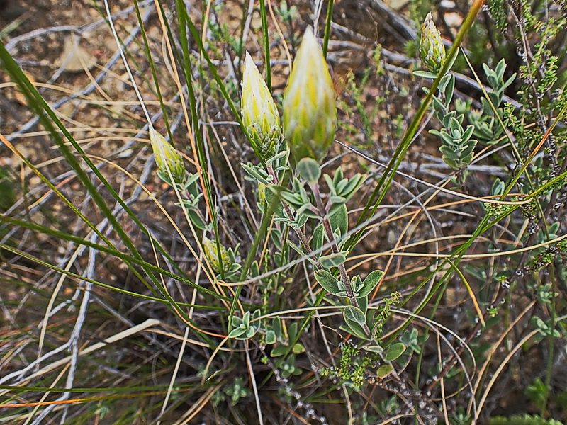 Pteronia membranacea, photographed by Di Turner