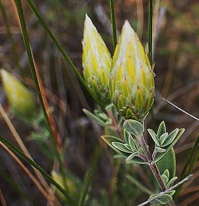 Pteronia membranacea, photographed by Di Turner
