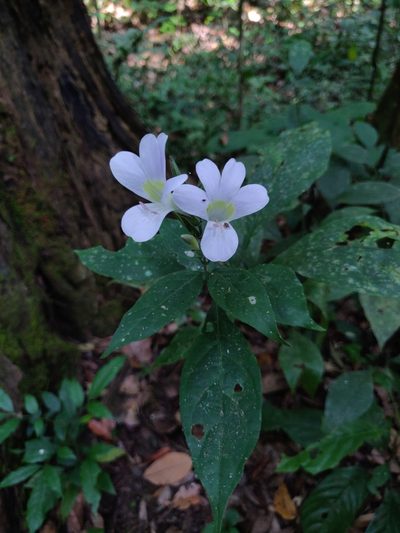 Barleria courtallica, photographed by T R Shankar Raman