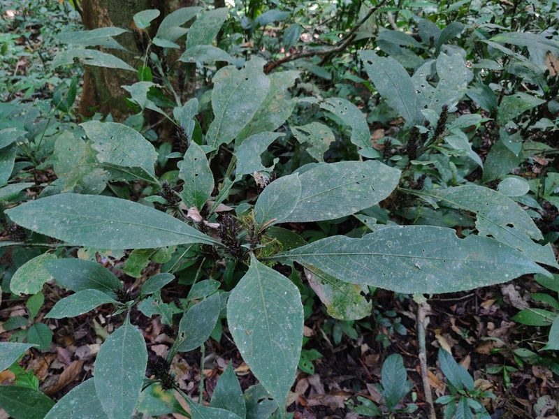 Strobilanthes barbata, photographed by T R Shankar Raman