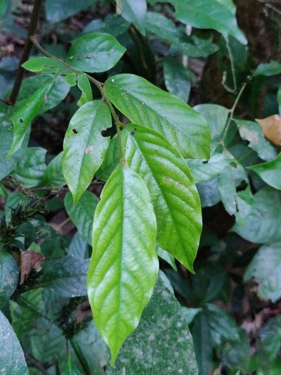 Orophea erythrocarpa, photographed by T R Shankar Raman