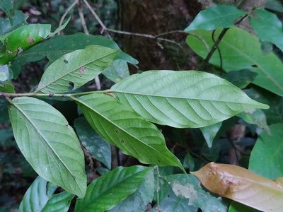 Orophea erythrocarpa, photographed by T R Shankar Raman