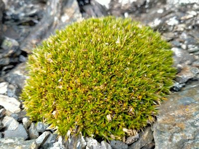 Colobanthus buchananii, photographed by John Barkla