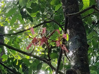 Bauhinia phoenicea, photographed by T R Shankar Raman