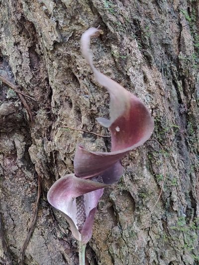 Anaphyllum wightii, photographed by T R Shankar Raman