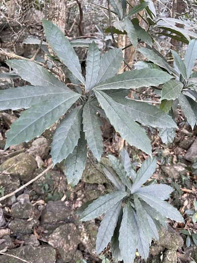Aucuba chinensis, photographed by Yj