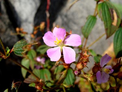 Chaetogastra naudiniana, photographed by Alexis López Hernández