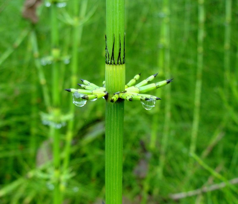 Equisetum myriochaetum, photographed by Alexis López Hernández