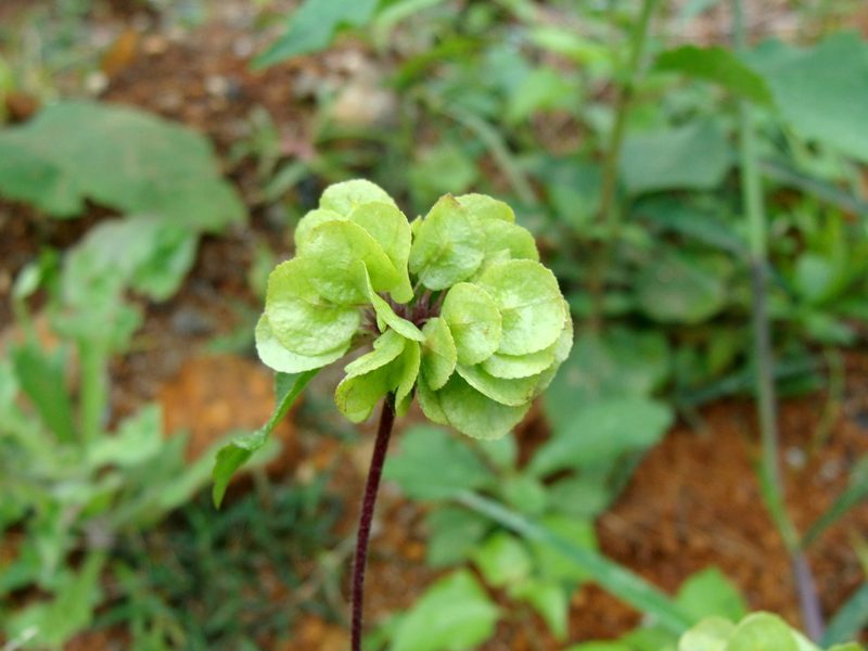 Delilia biflora, photographed by Alexis López Hernández