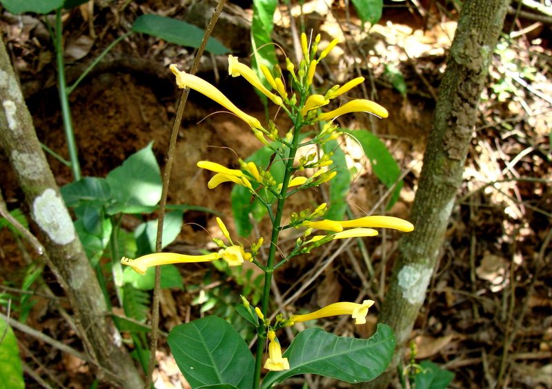 Odontonema glabrum, photographed by Alexis López Hernández