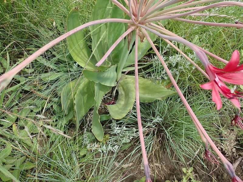Brunsvigia undulata, photographed by Peter Warren