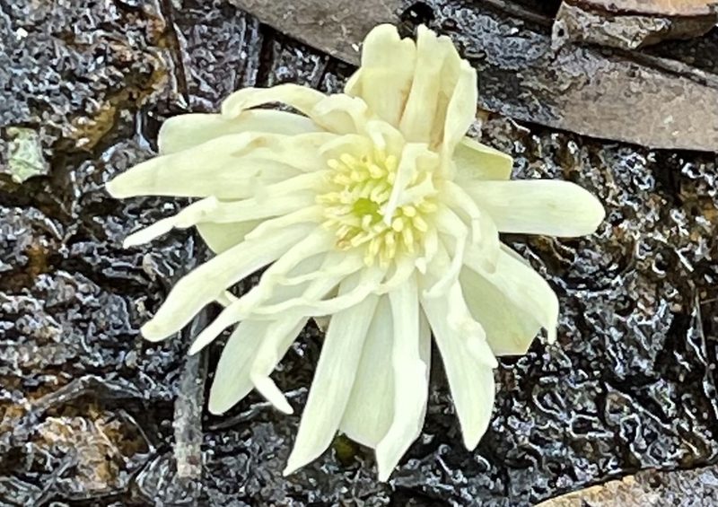 Illicium angustisepalum, photographed by Yj