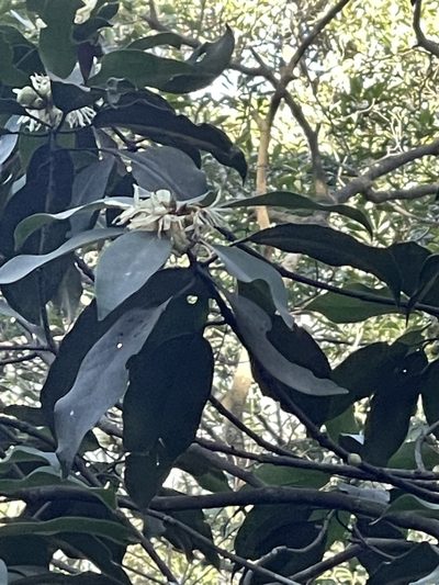 Illicium angustisepalum, photographed by Yj