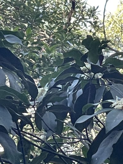 Illicium angustisepalum, photographed by Yj