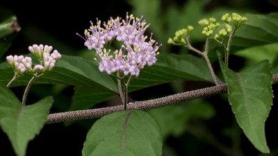 Callicarpa dichotoma, photographed by りなべる