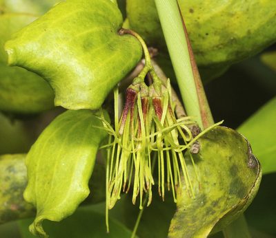 Amyema glabra, photographed by Tony Eales