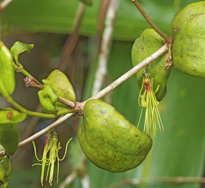 Amyema glabra, photographed by Tony Eales