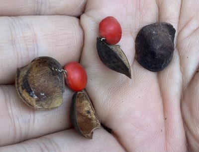 Ormosia semicastrata, photographed by Yj