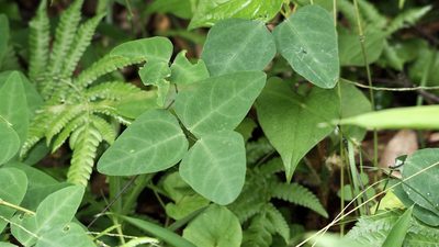Dumasia truncata, photographed by りなべる