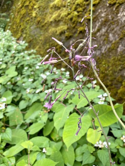 Paraprenanthes sororia, photographed by りなべる