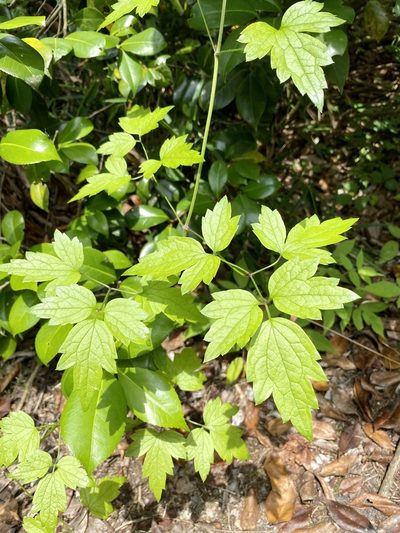 Clematis apiifolia, photographed by りなべる