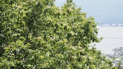 Castanea crenata, photographed by りなべる