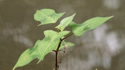 Polygonum thunbergii, photographed by りなべる
