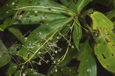 Pollia macrophylla, photographed by Tony Eales