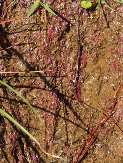 Utricularia smithiana, photographed by chiuluan