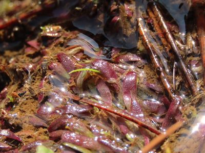 Utricularia smithiana, photographed by chiuluan