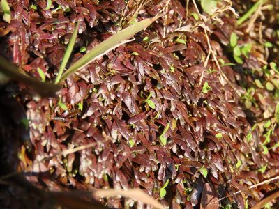 Utricularia smithiana, photographed by chiuluan